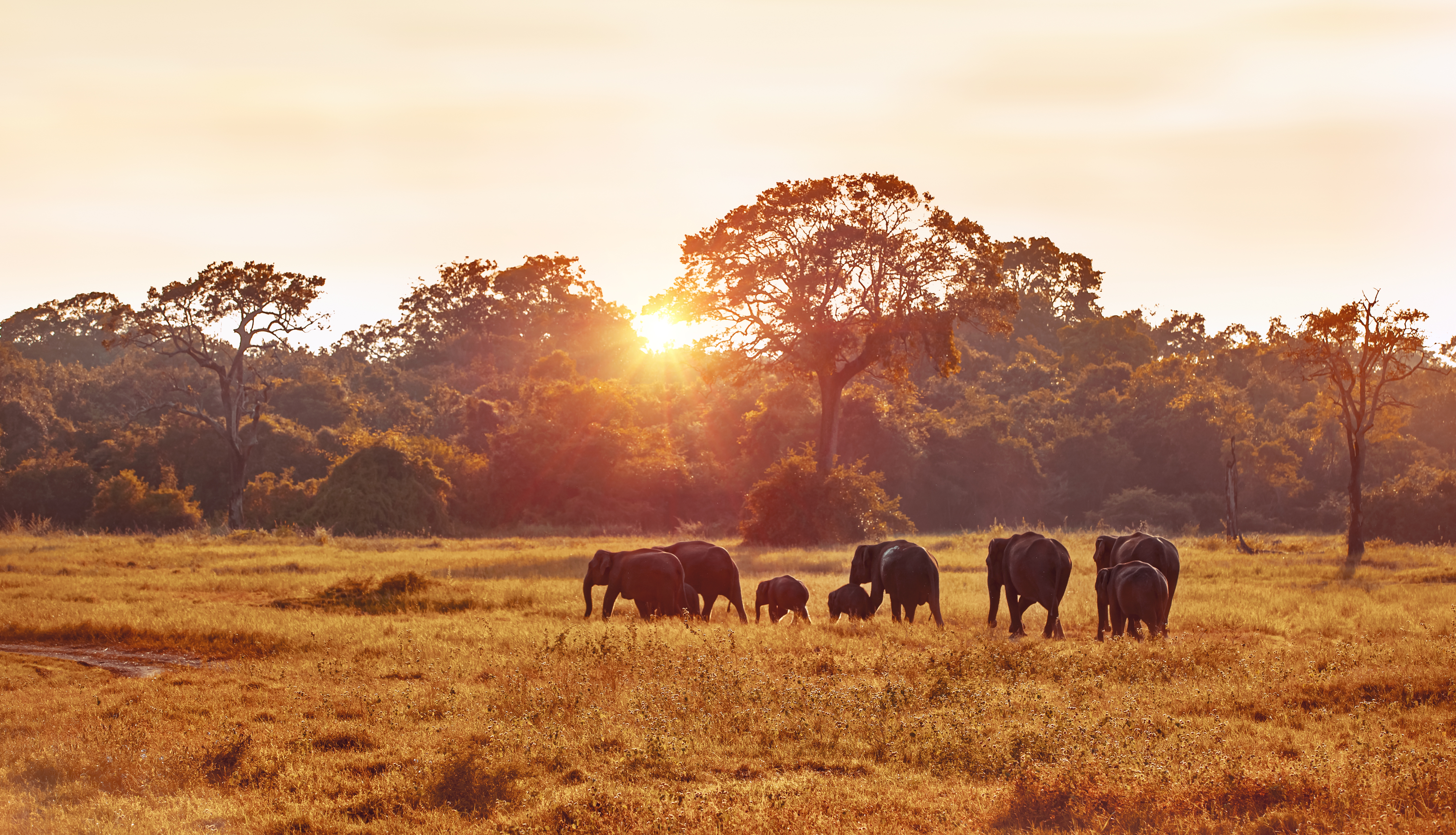Wildlife tours